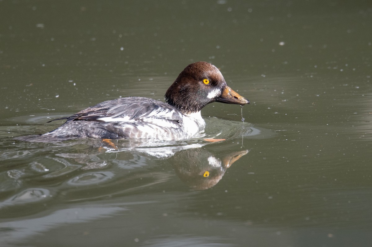 Common Goldeneye - ML646970228