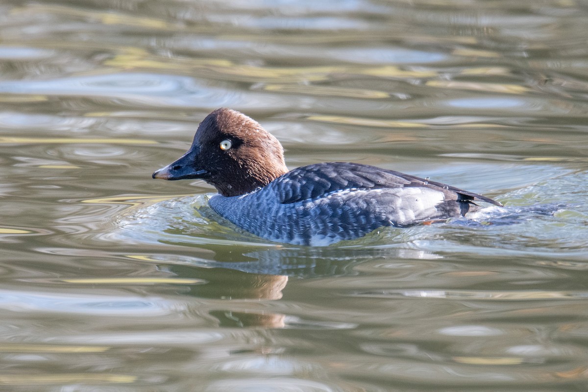 Common Goldeneye - ML646970229