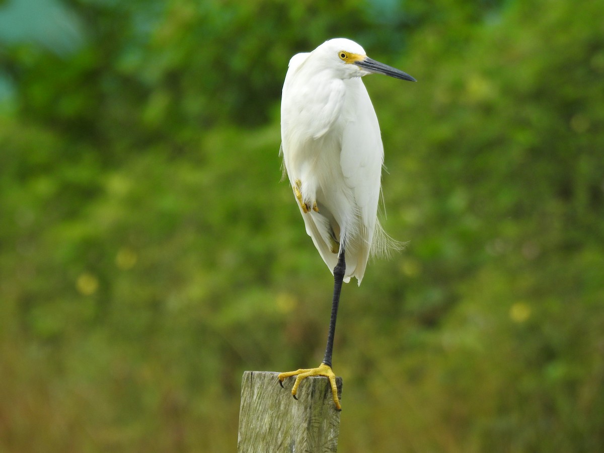 Snowy Egret - ML646970231