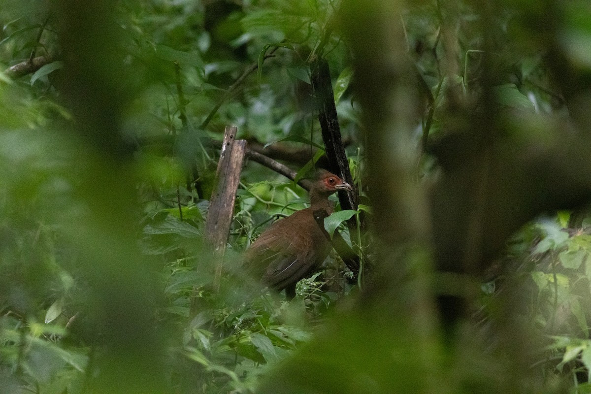 Silver Pheasant - ML646970232