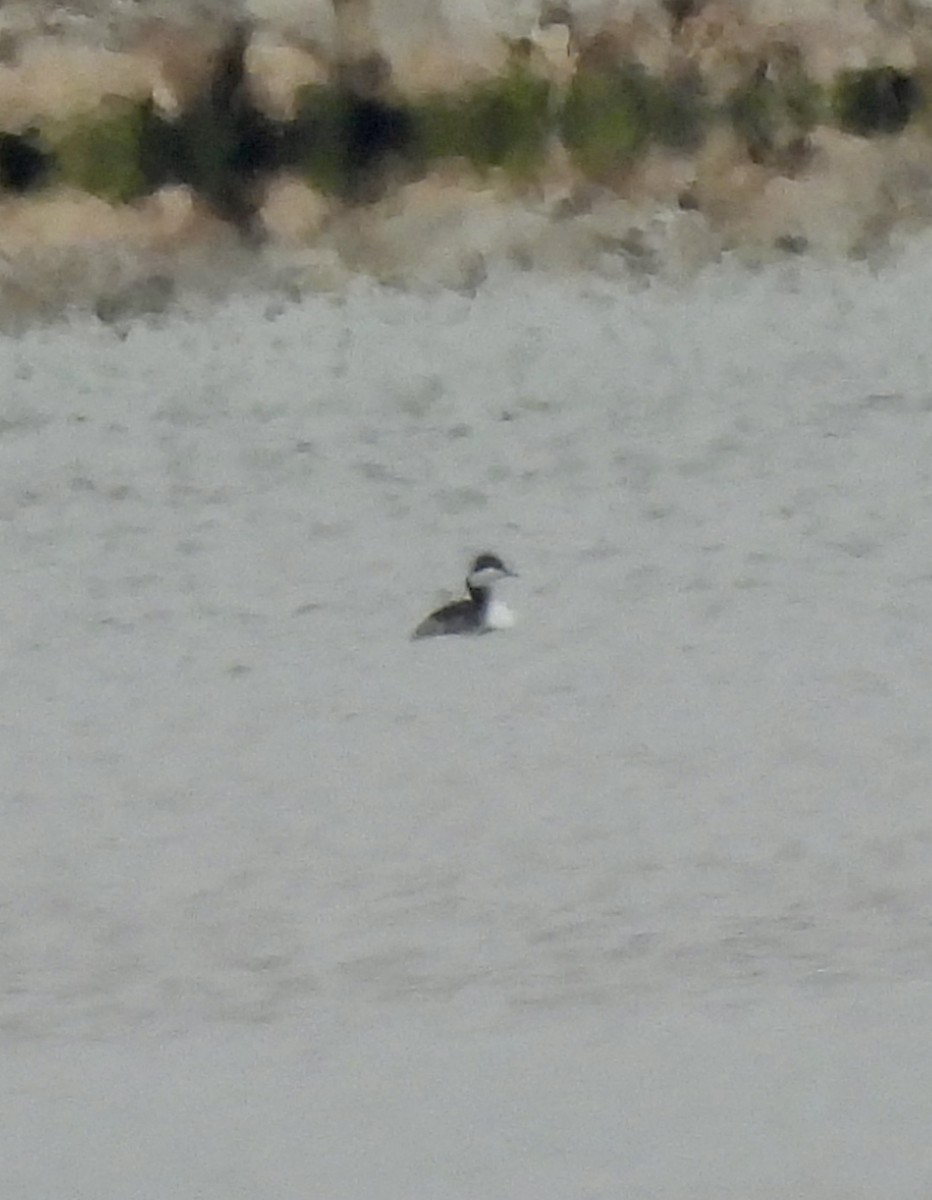 Ohrentaucher - ML646970236