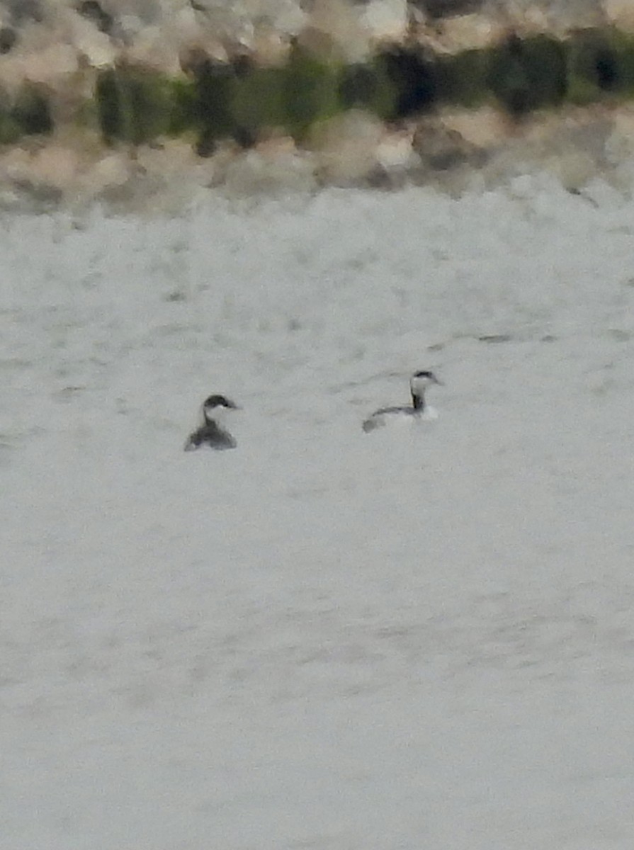 Ohrentaucher - ML646970237