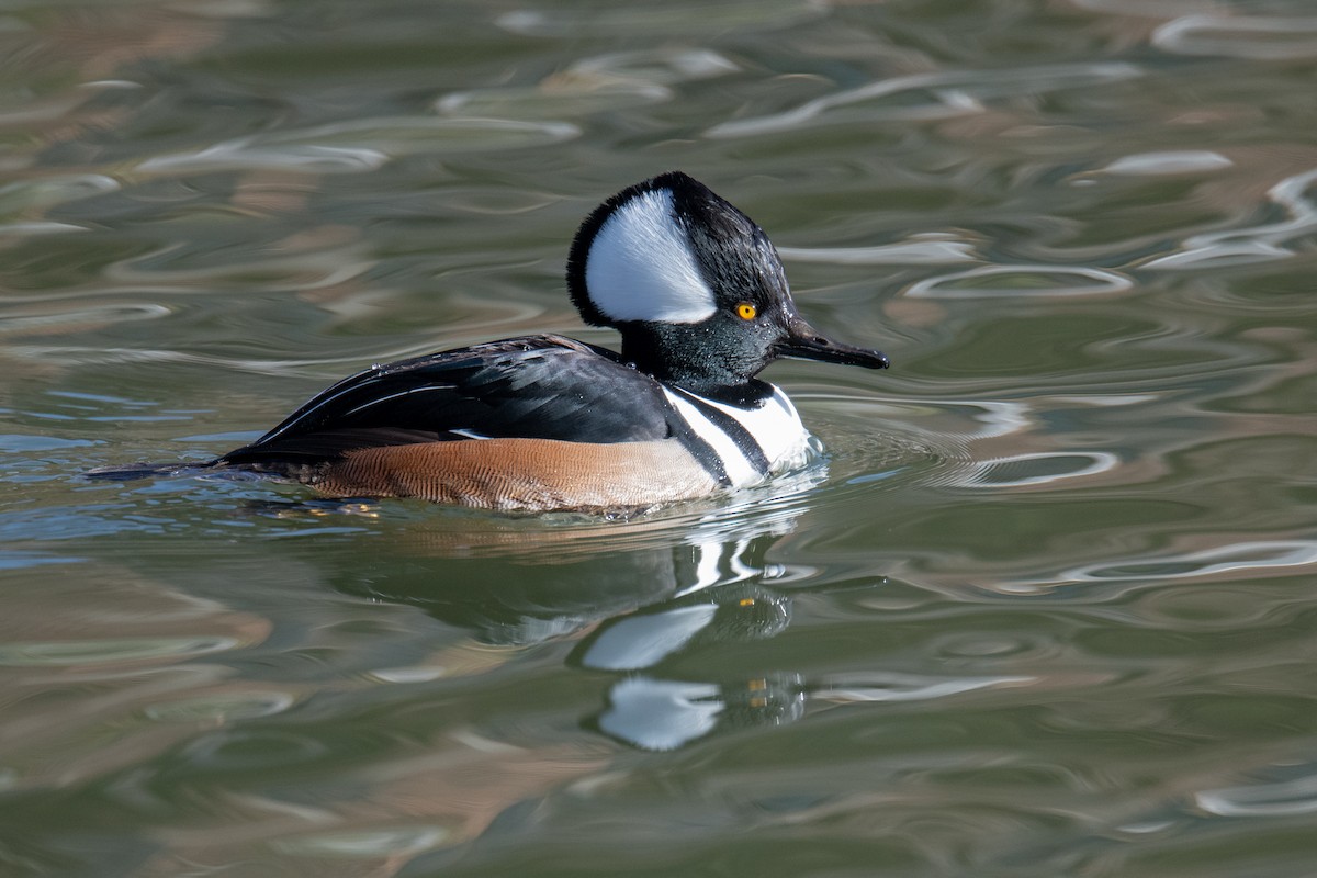 Hooded Merganser - ML646970239