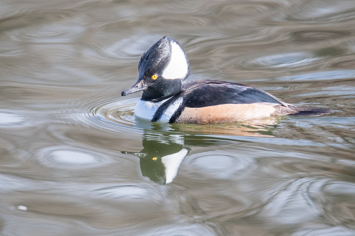 Hooded Merganser - ML646970240