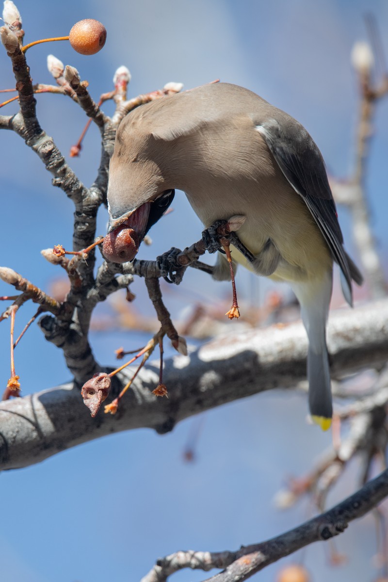 Cedar Waxwing - ML646970250
