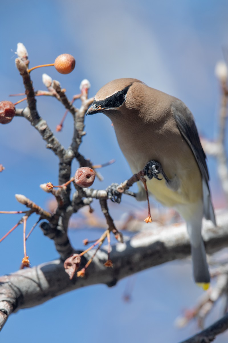 Cedar Waxwing - ML646970252