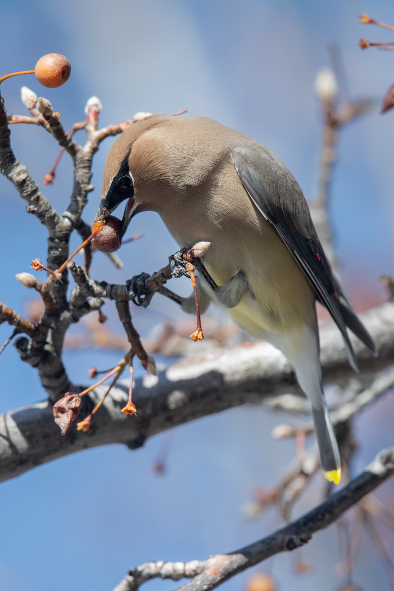 Cedar Waxwing - ML646970253