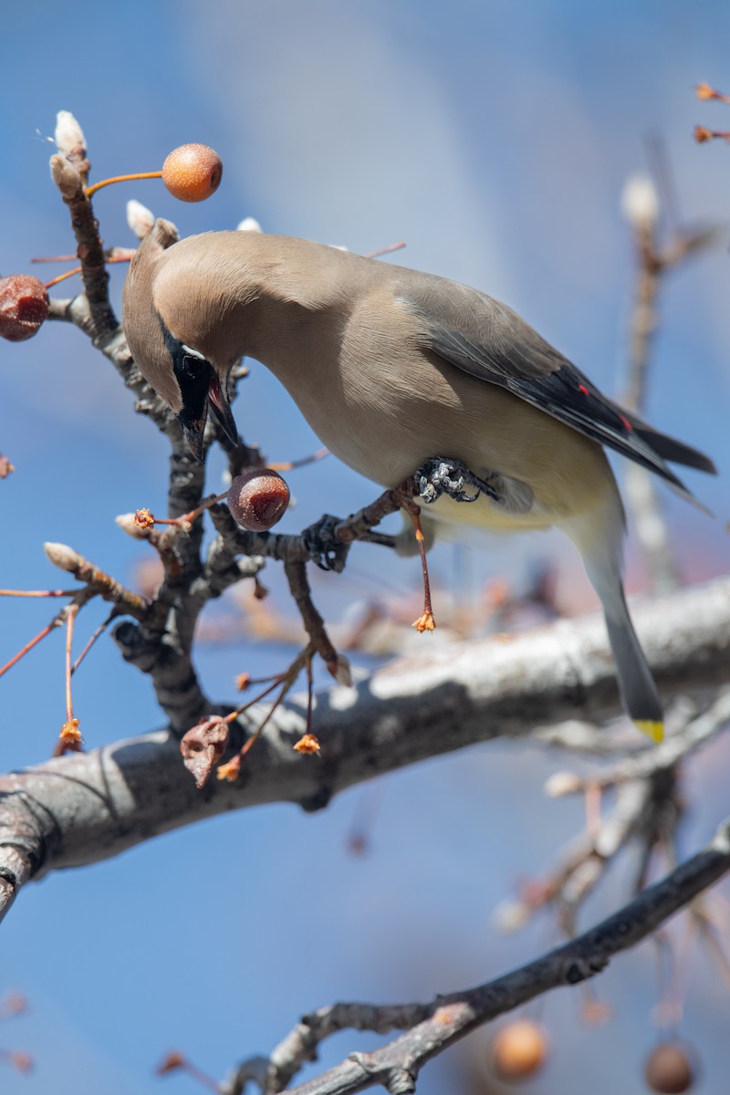 Cedar Waxwing - ML646970254
