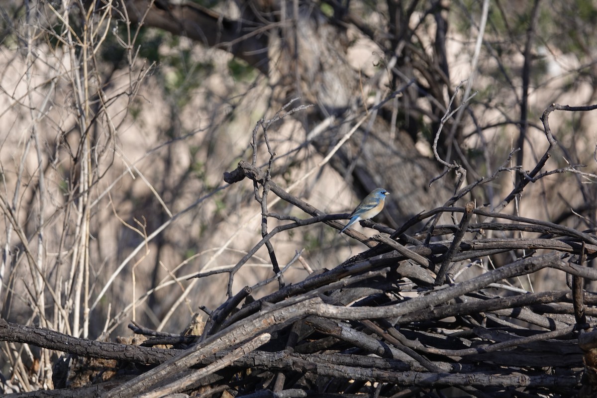 Лазурный колорин - ML646970255