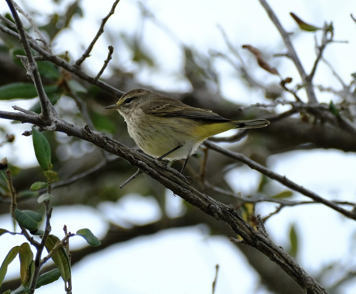 Palm Warbler - ML646970256