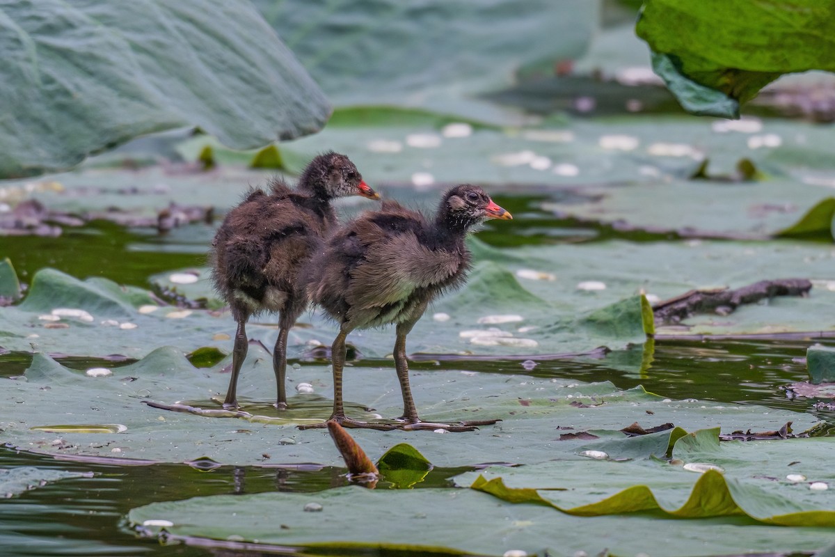 slípka zelenonohá - ML646970258