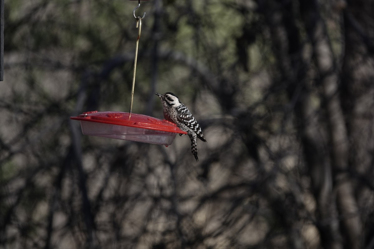 Ladder-backed Woodpecker - ML646970260