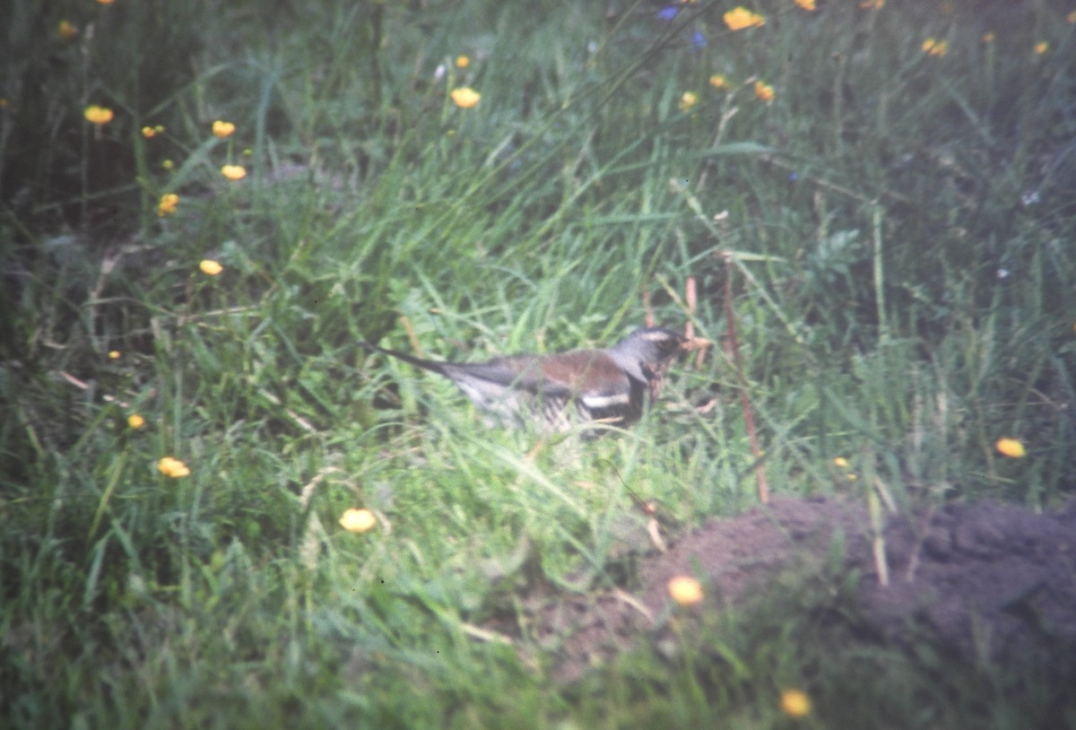 gråtrost - ML646970261