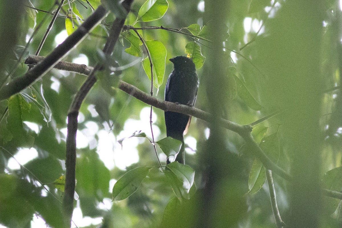 drongo sp. - ML646970267