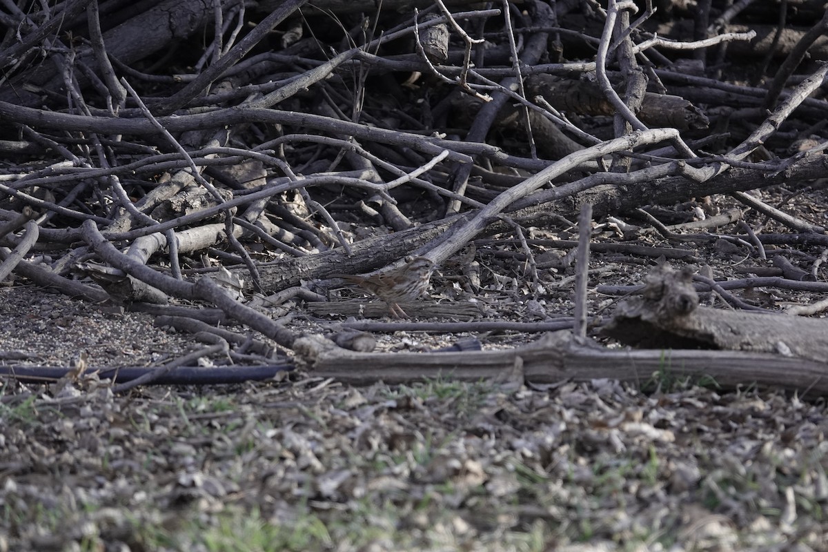 Song Sparrow - ML646970268