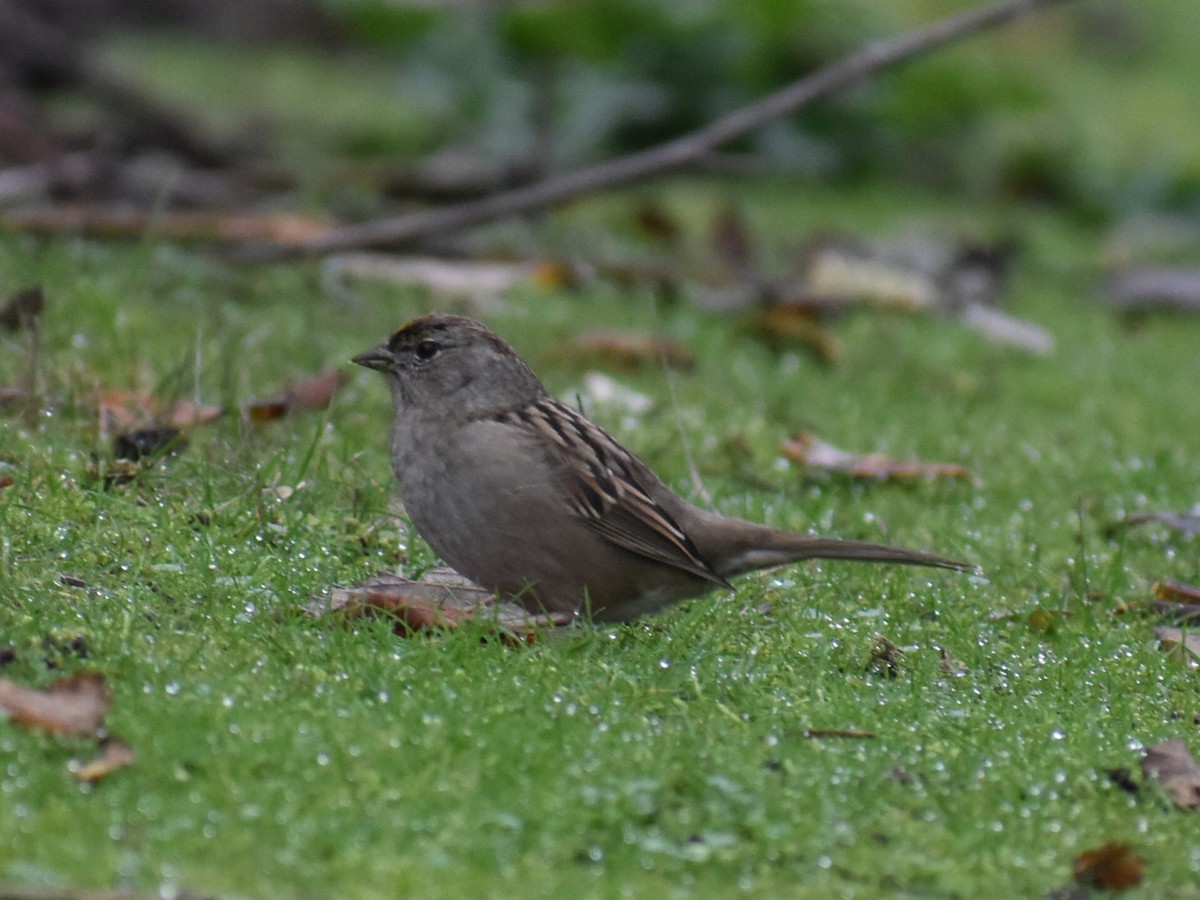 Golden-crowned Sparrow - ML646970270