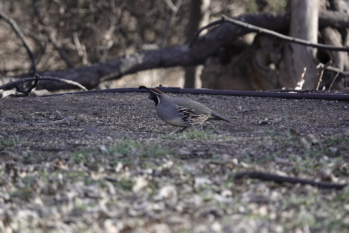 Gambel's Quail - ML646970279