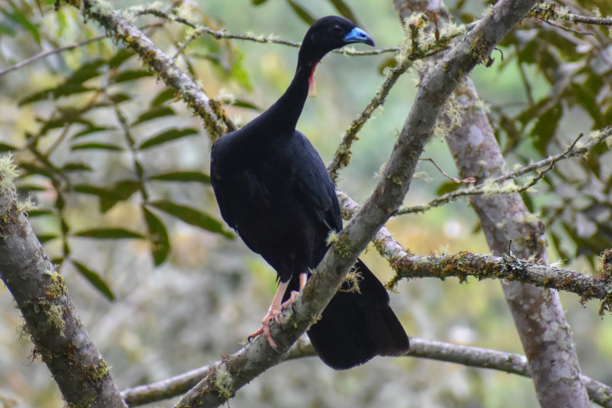 Абурі - ML646970280