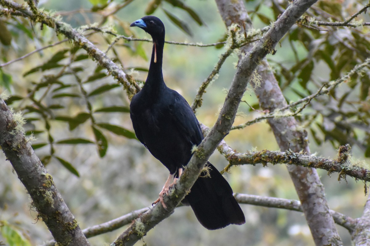 Абурі - ML646970281