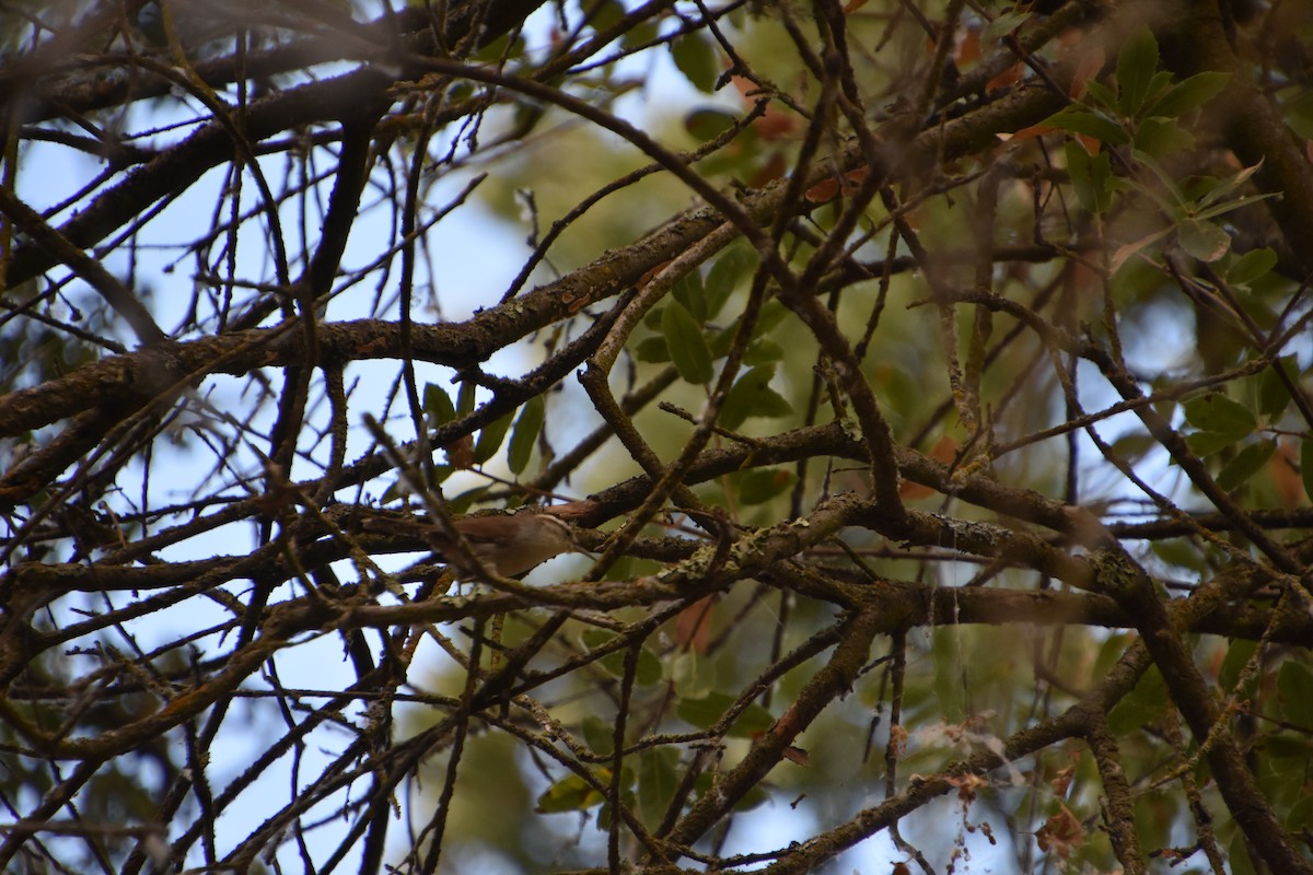 Bewick's Wren - ML646970283