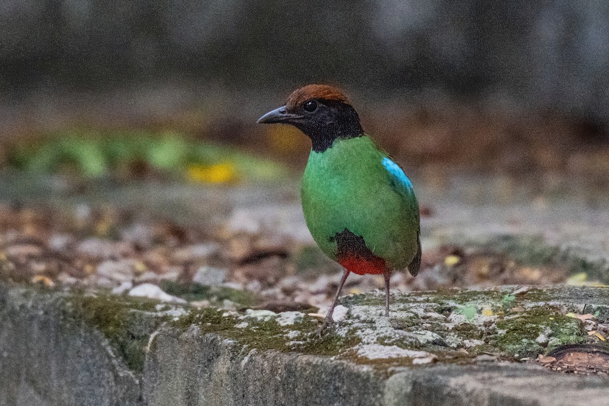 Western Hooded Pitta (Chestnut-crowned) - ML646970284
