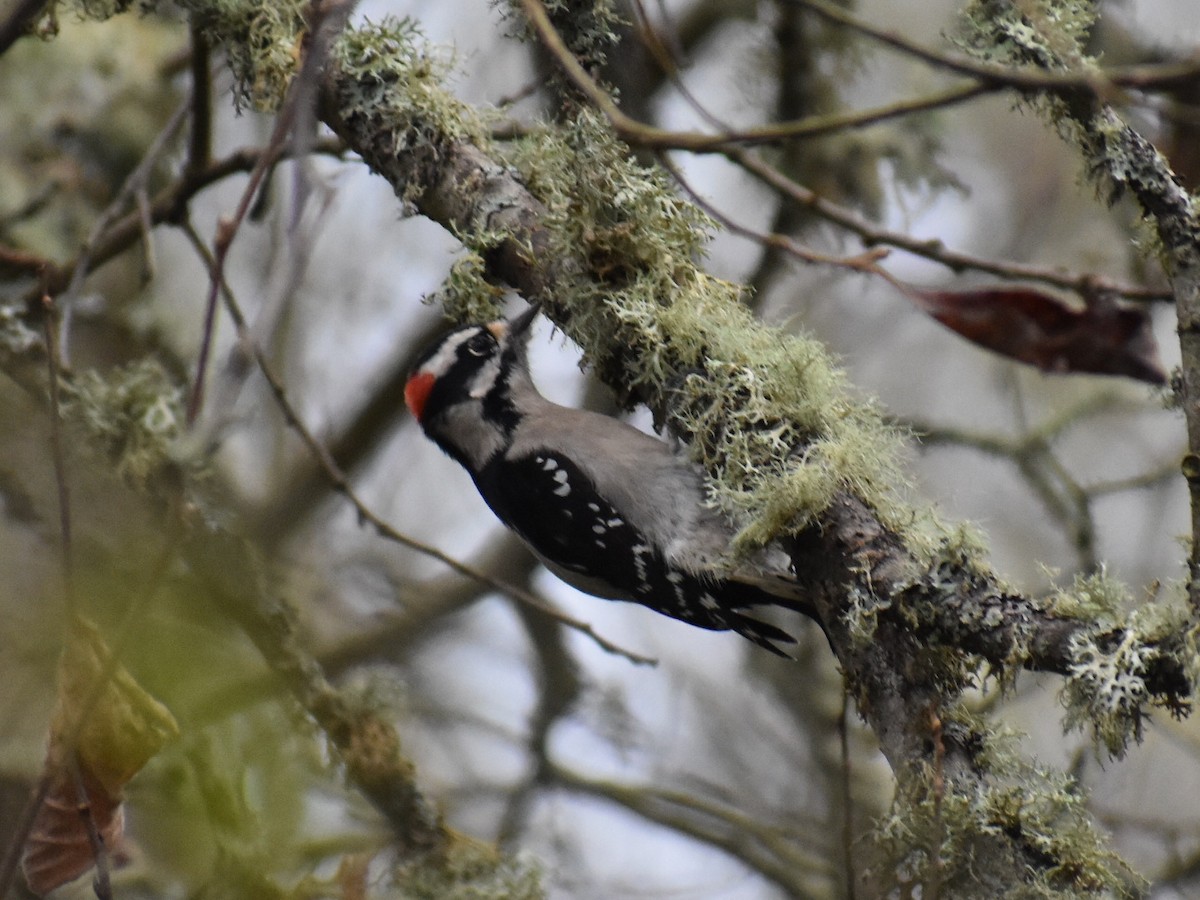 Downy Woodpecker - ML646970285