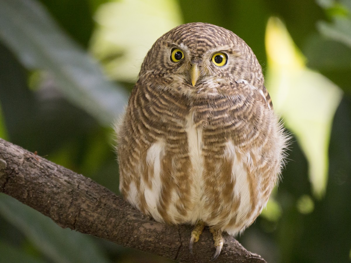 Asian Barred Owlet - ML646970286