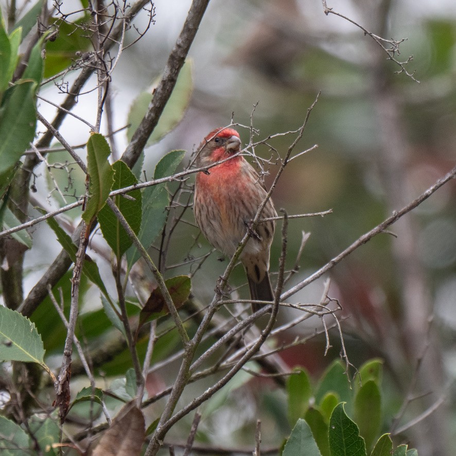 House Finch - ML646970287
