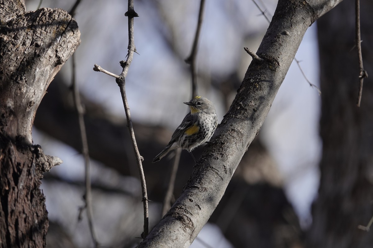 Yellow-rumped Warbler - ML646970288