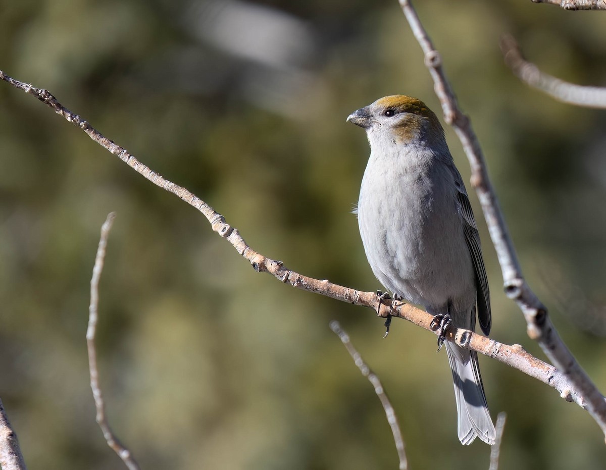 Pine Grosbeak - ML646970289