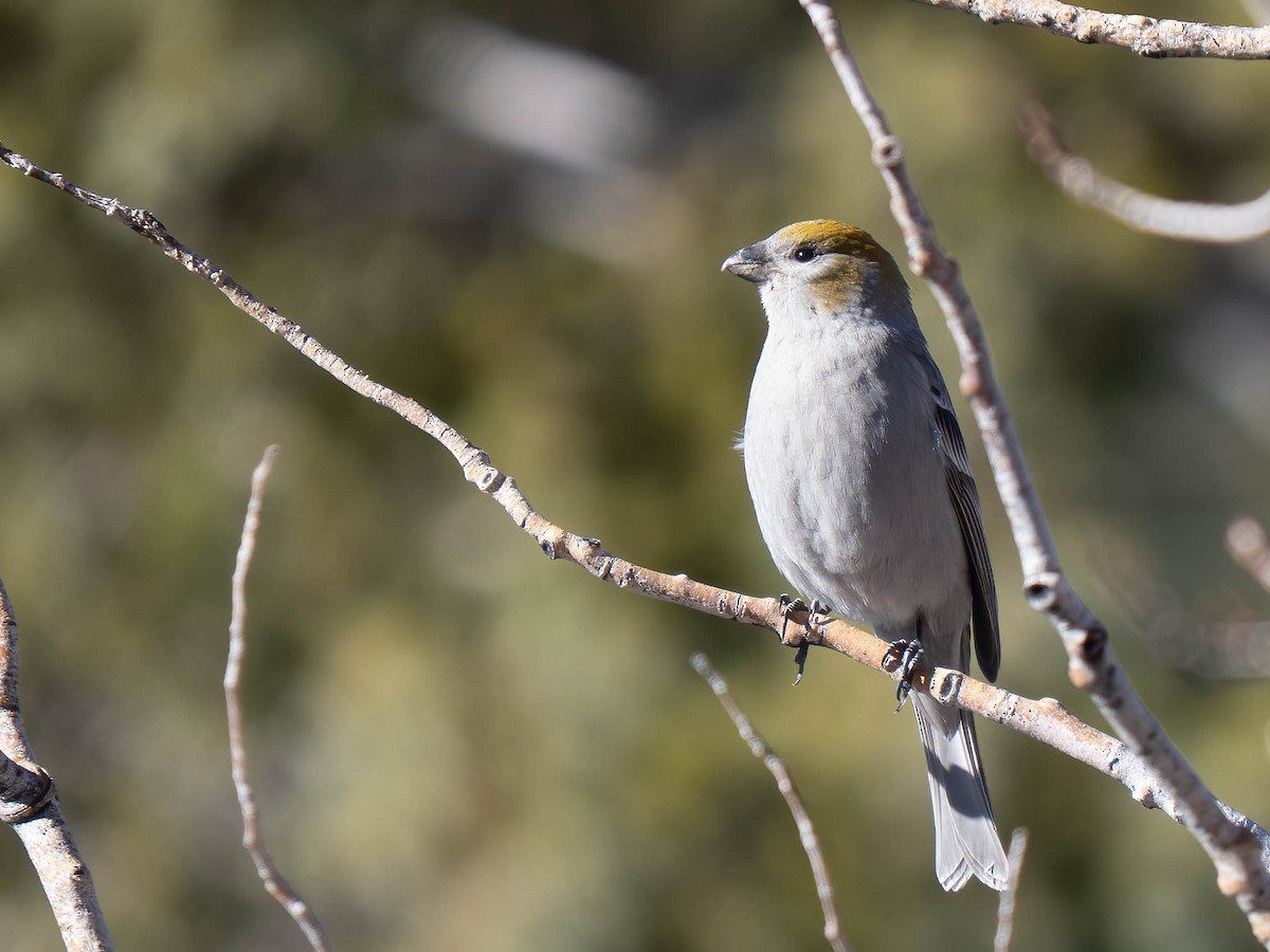 Pine Grosbeak - ML646970290