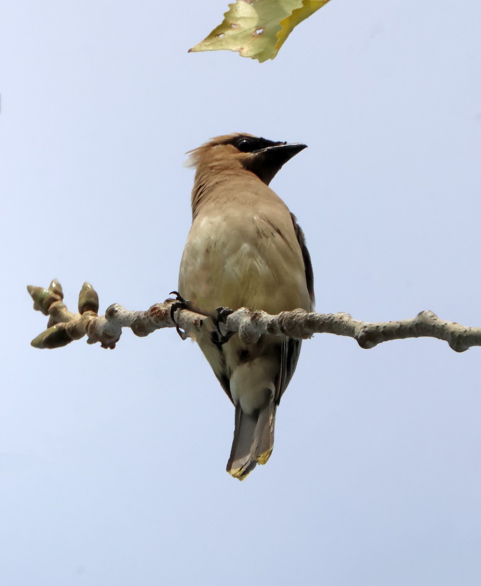 Cedar Waxwing - ML646970292
