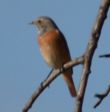 Common Redstart - ML646970293