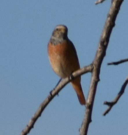 Common Redstart - ML646970294