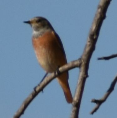 Common Redstart - ML646970295