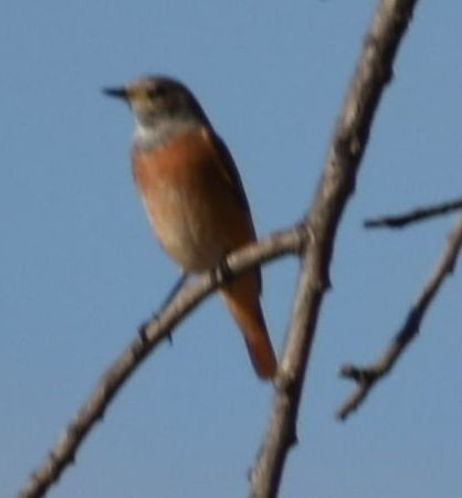 Common Redstart - ML646970296