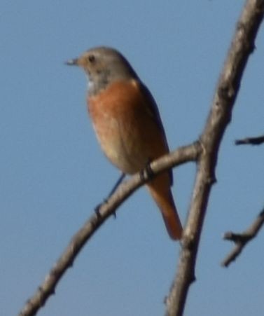 Common Redstart - ML646970297