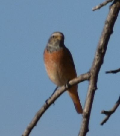 Common Redstart - ML646970298