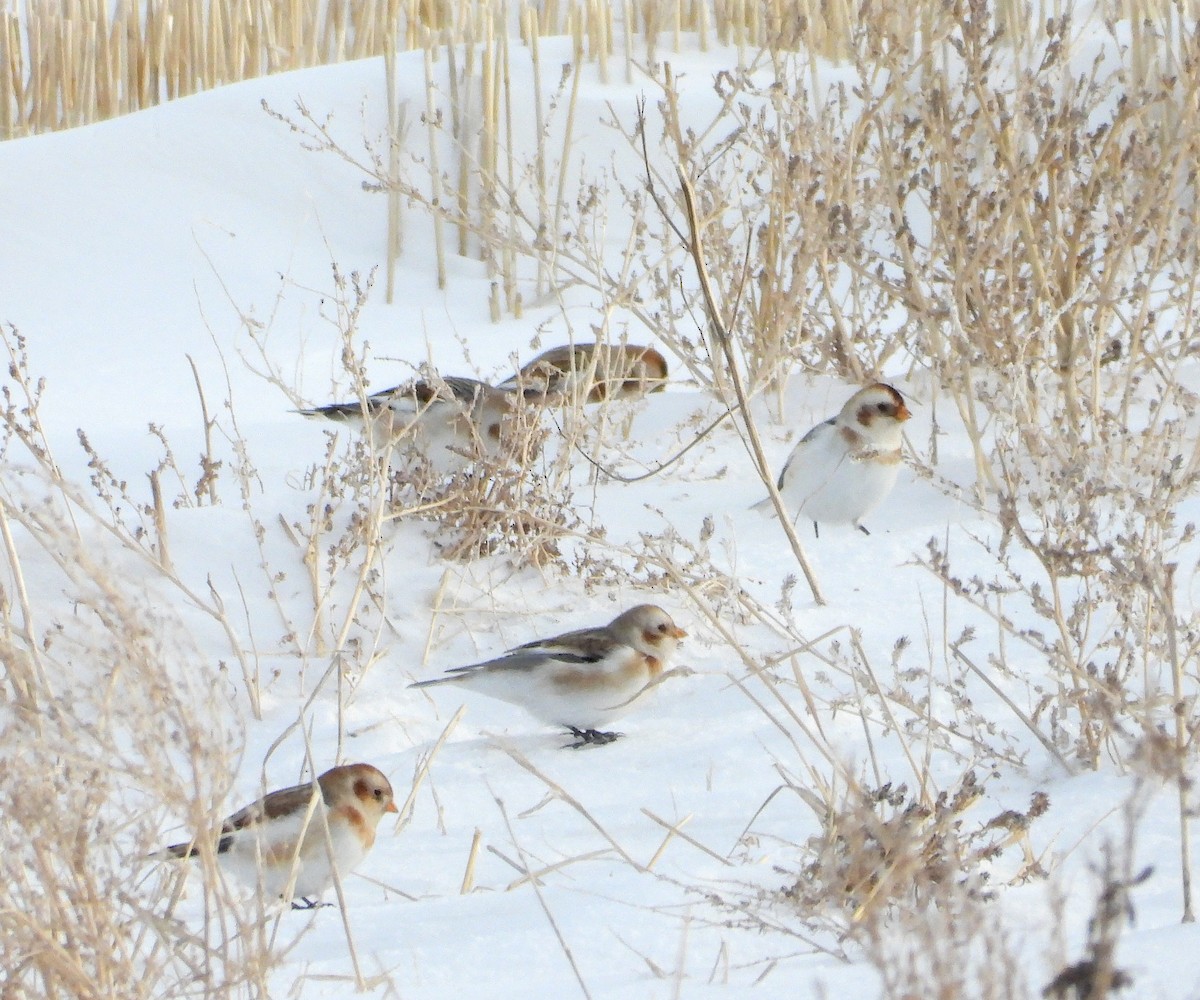 Snow Bunting - ML646970299
