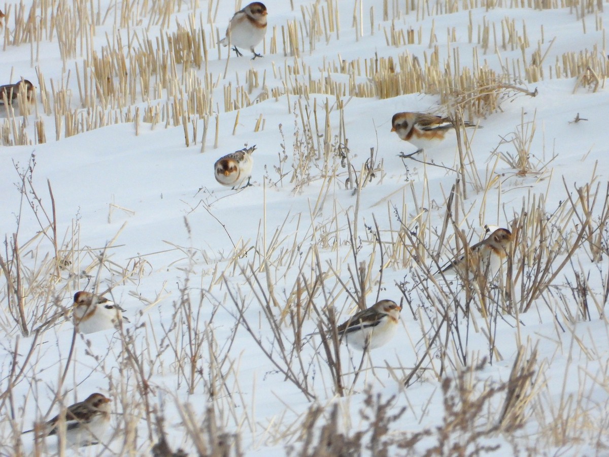 Snow Bunting - ML646970300