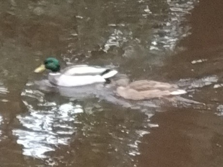 Mallard - ML646970301