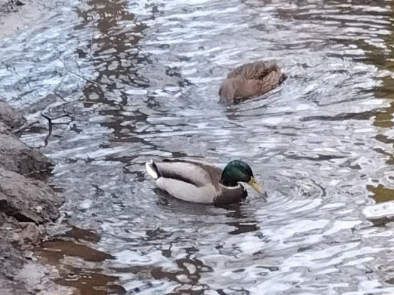 Mallard - ML646970302