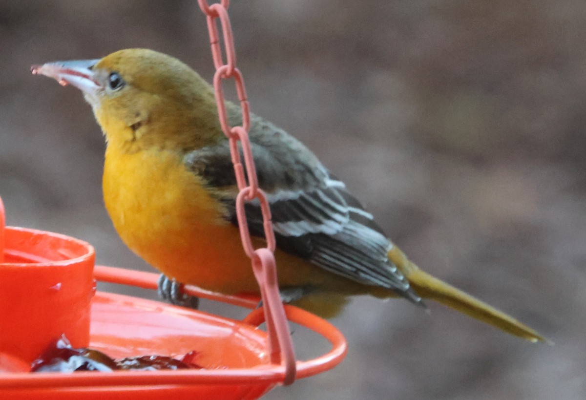 Baltimore Oriole - ML646970303