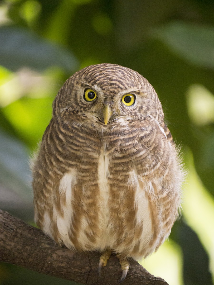 Asian Barred Owlet - ML646970305