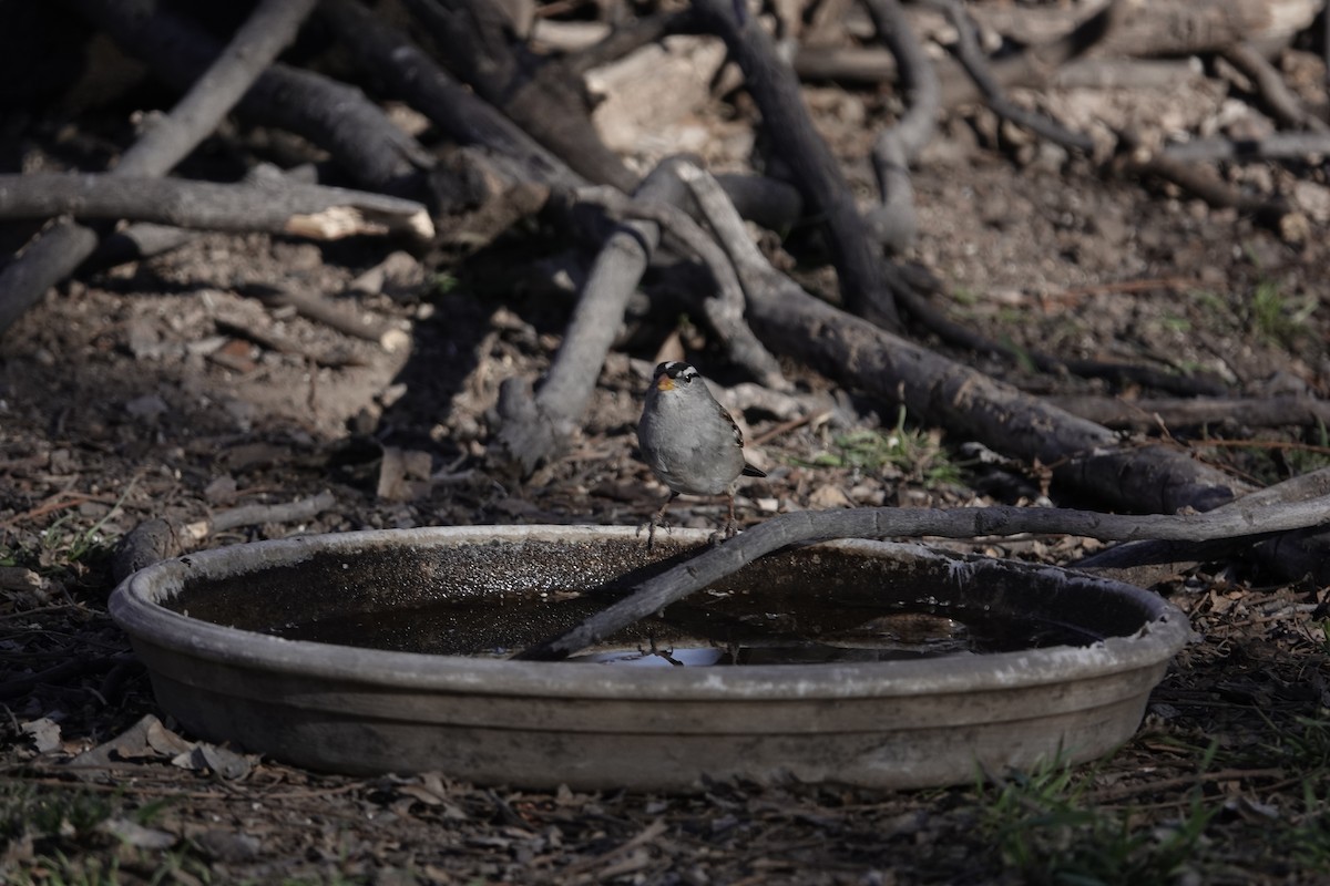 White-crowned Sparrow - ML646970306