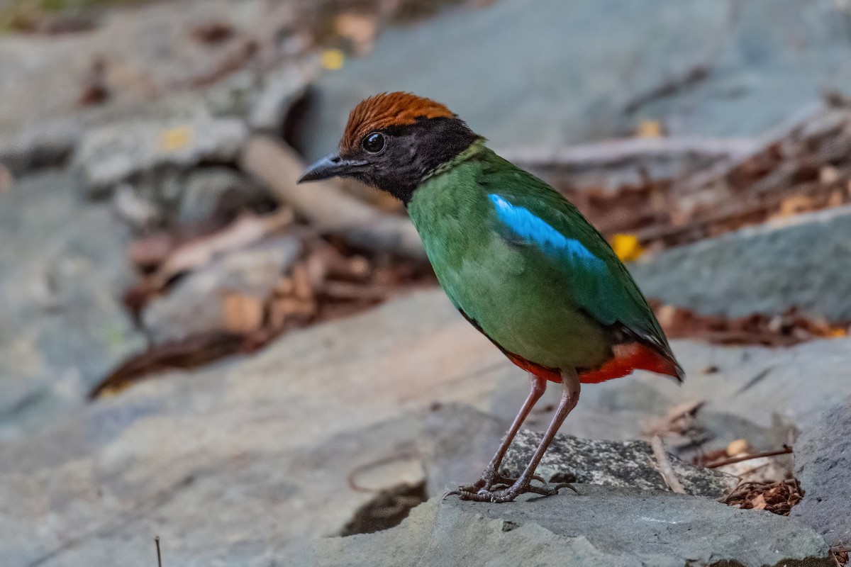 Western Hooded Pitta (Chestnut-crowned) - ML646970307