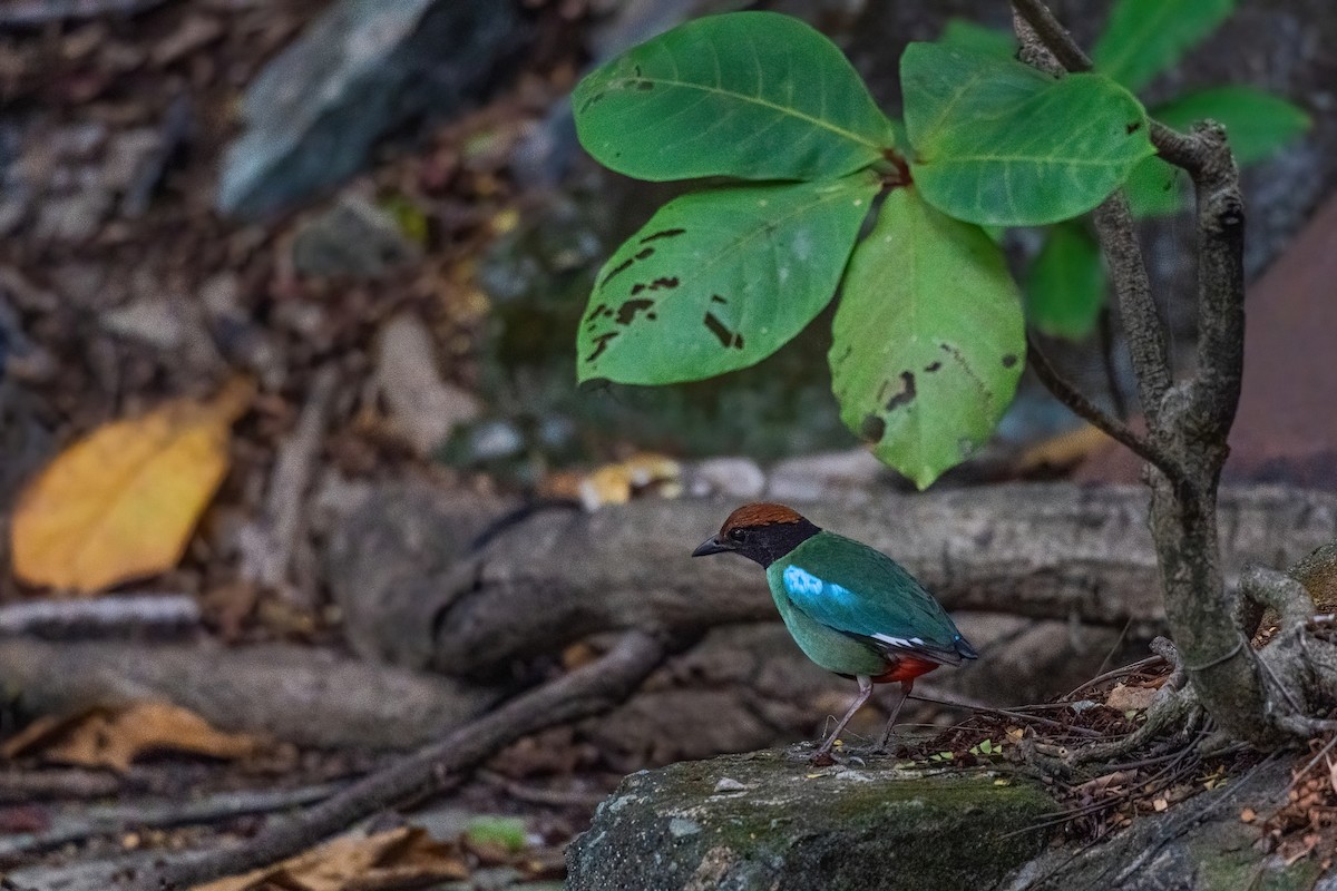 Western Hooded Pitta (Chestnut-crowned) - ML646970308