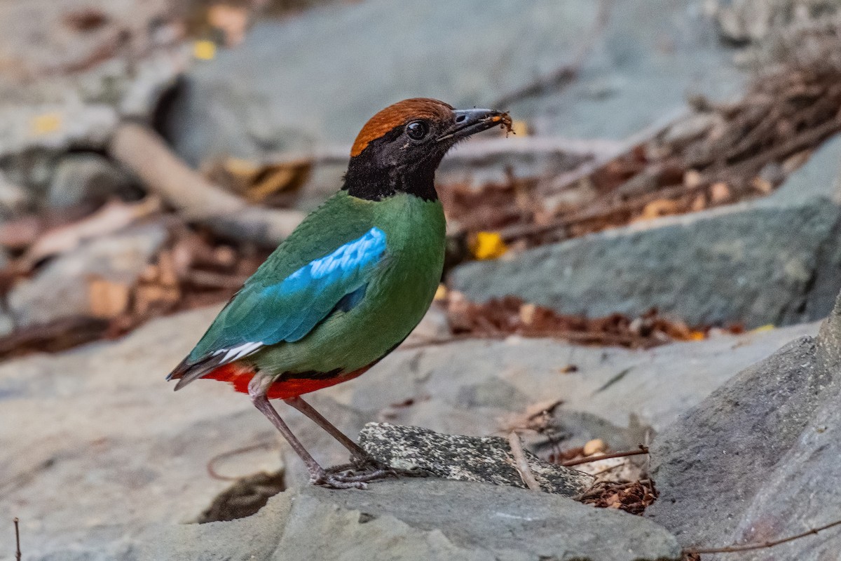 Western Hooded Pitta (Chestnut-crowned) - ML646970309