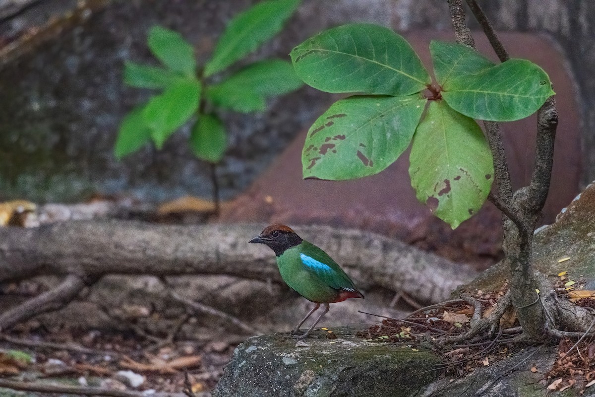 Western Hooded Pitta (Chestnut-crowned) - ML646970310