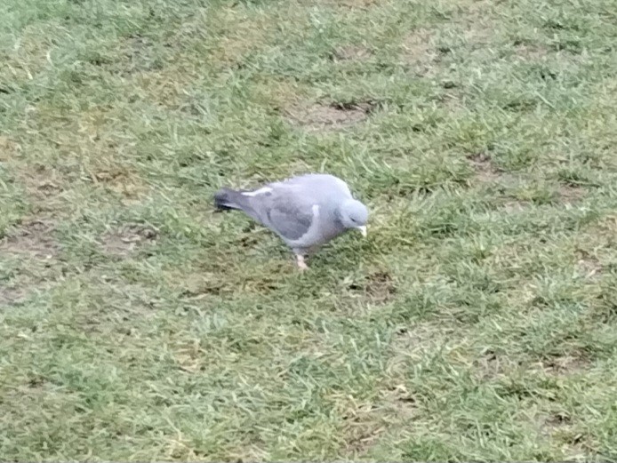 Stock Dove - ML646970312